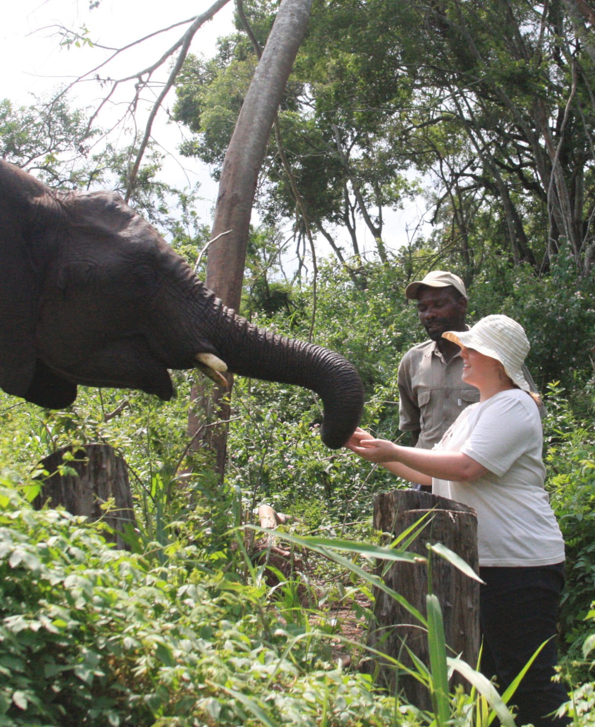 Half Day with the Elephants
